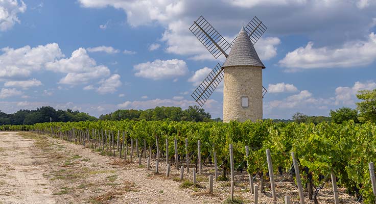 Le médoc et ses vignes